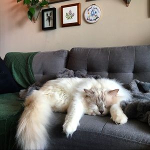 Meet my assistant 😻